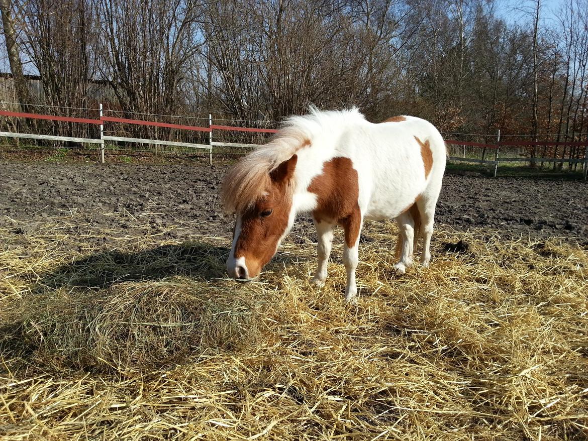 Miniature Pocahontas billede 9