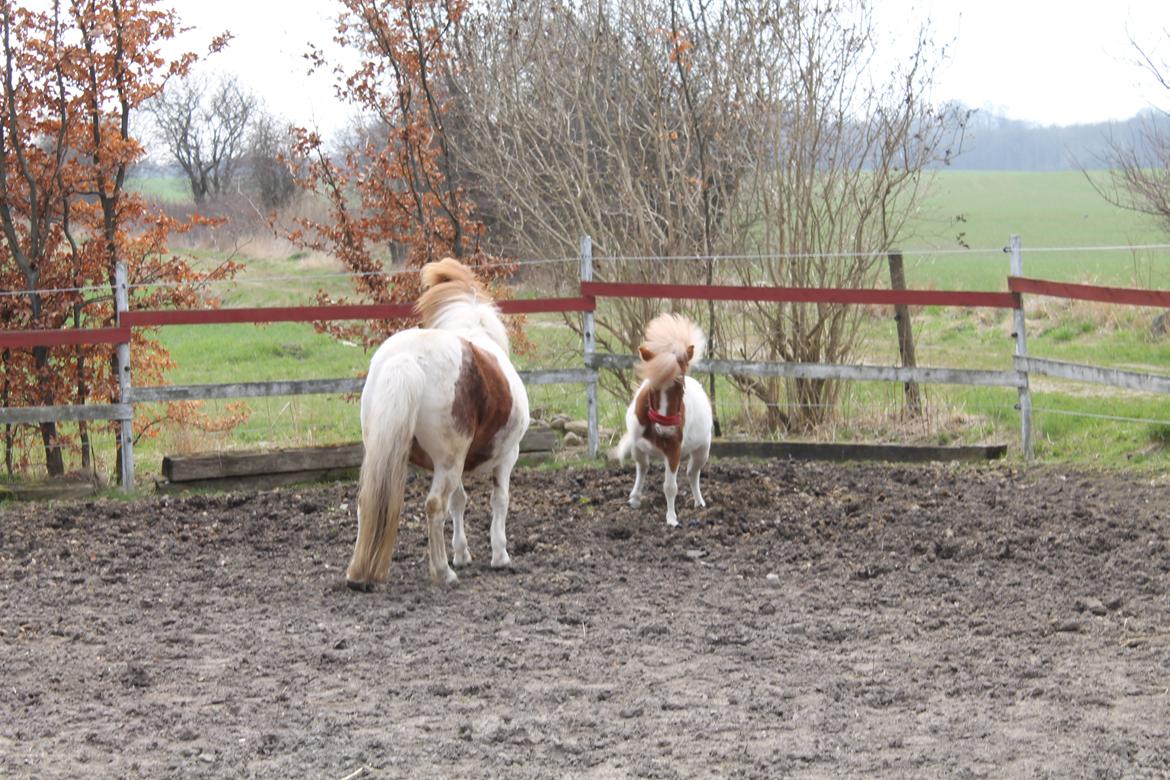 Miniature Pocahontas - Første gang Perle og Corazón er sammen billede 10