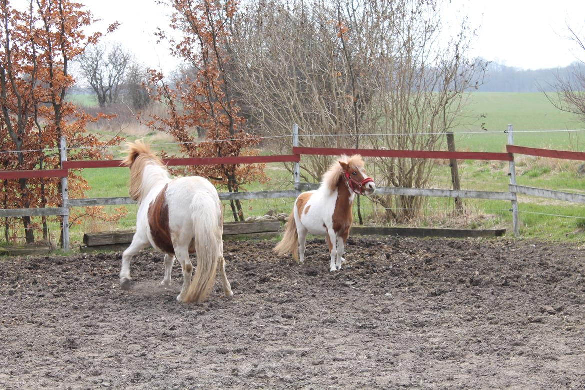 Miniature Pocahontas billede 11