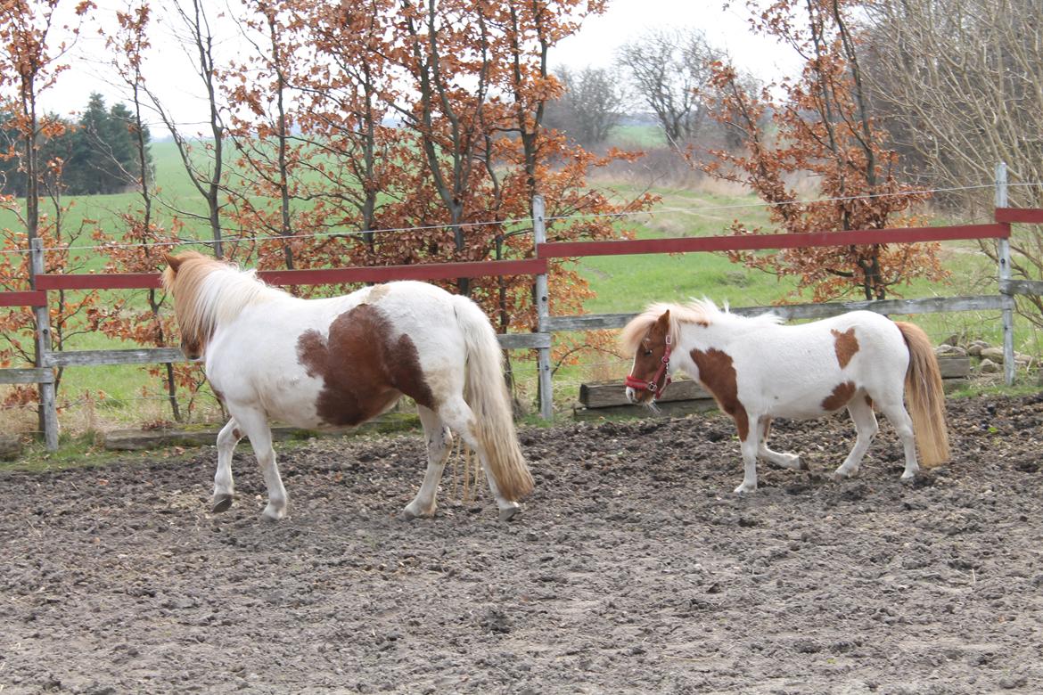 Miniature Pocahontas billede 12