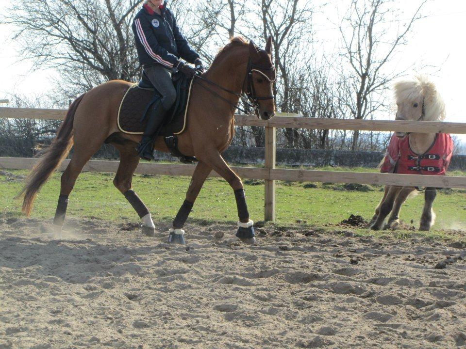 Tysk Sportspony DayDream 38 billede 18