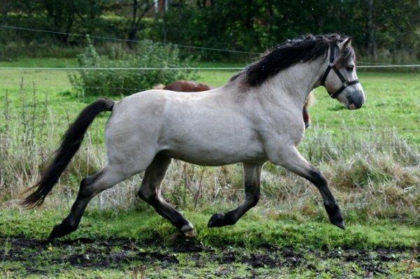 Welsh Mountain (sec A) Clausholm Donatello - Clausholm Donatello sommer 2012, 9 år gammel billede 1