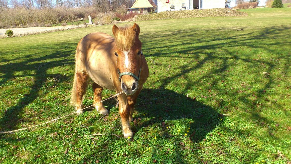 Shetlænder Alf billede 1