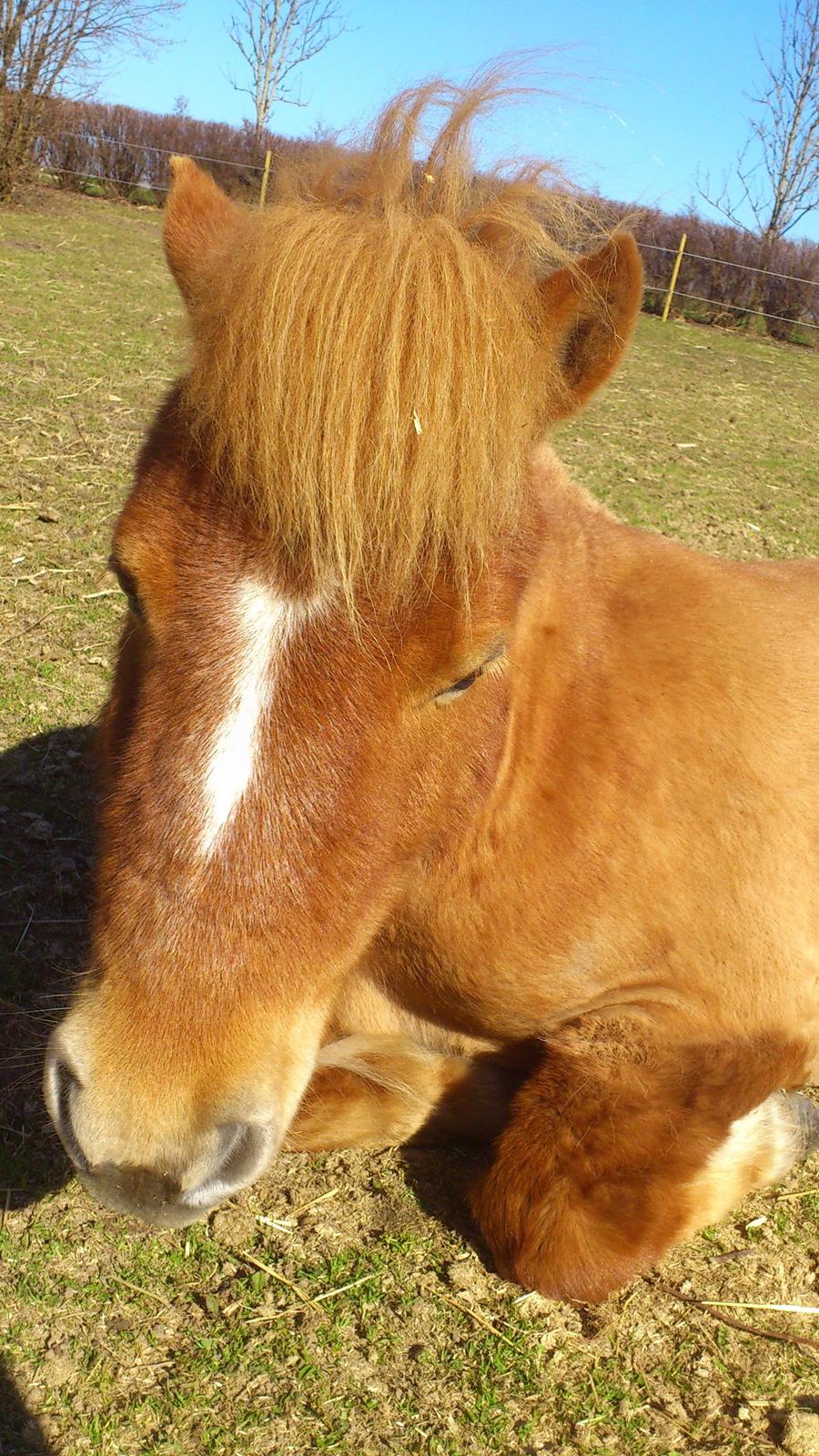 Shetlænder Alf billede 19