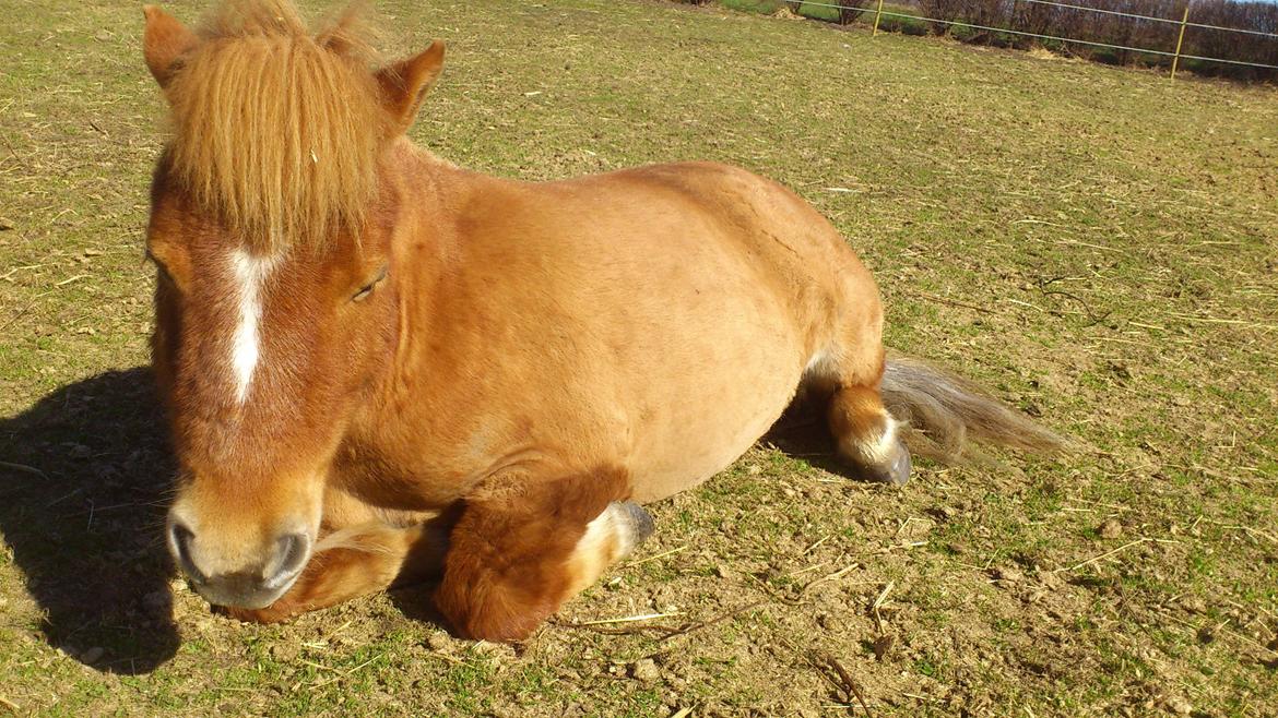 Shetlænder Alf billede 20
