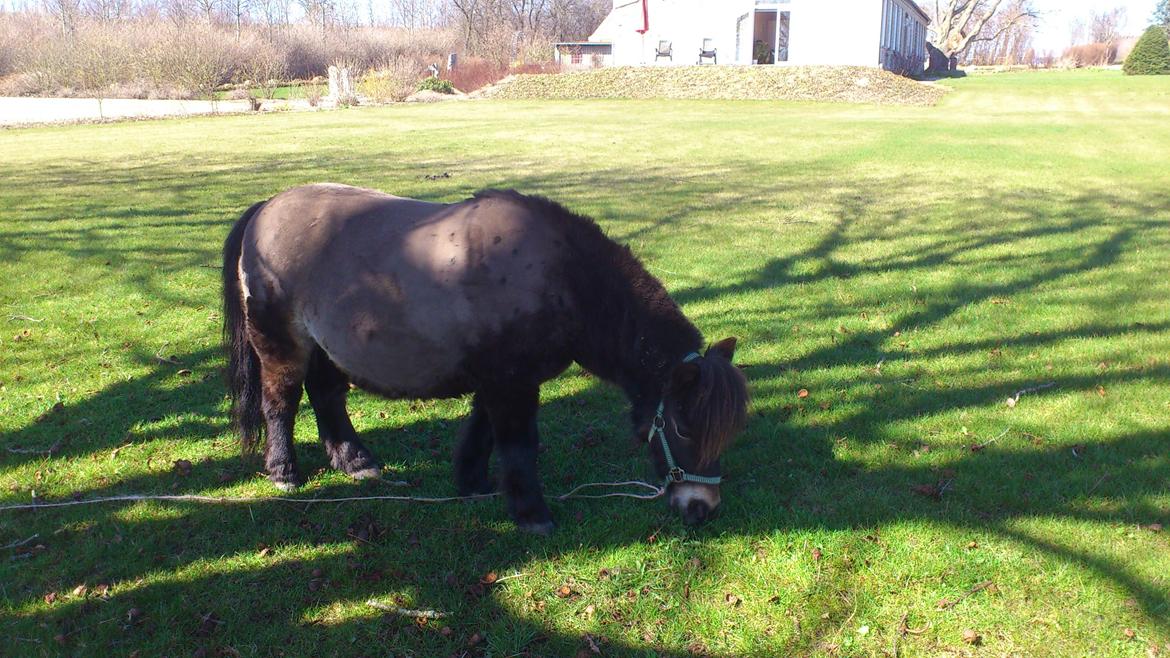 Shetlænder Lukas billede 19