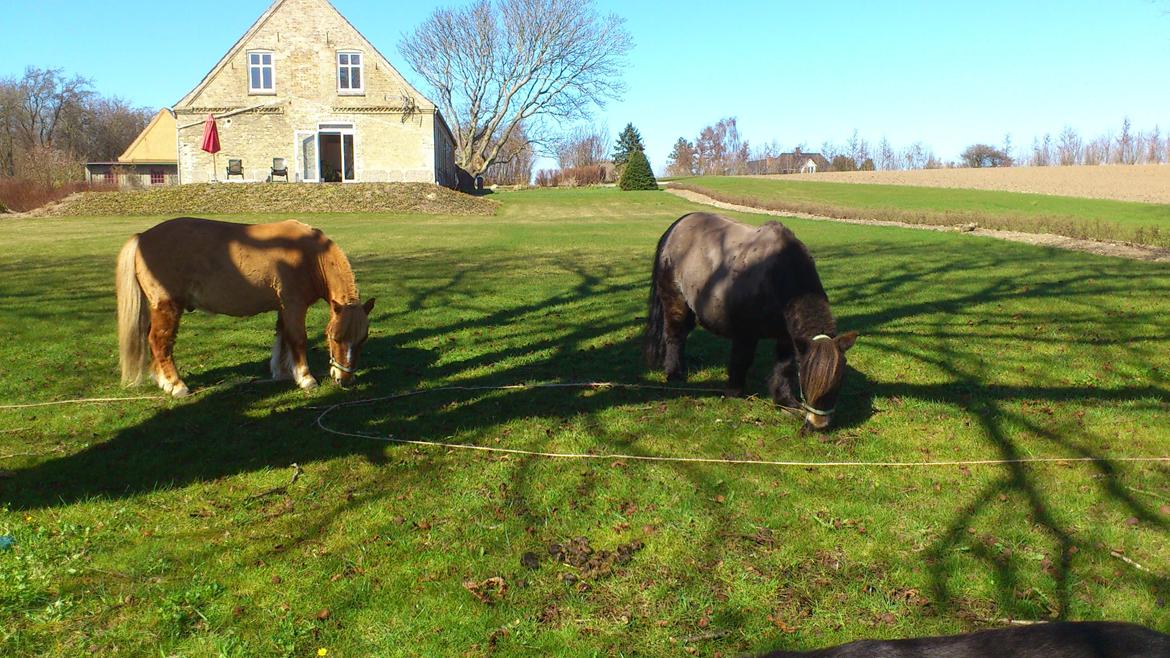 Shetlænder Lukas billede 20
