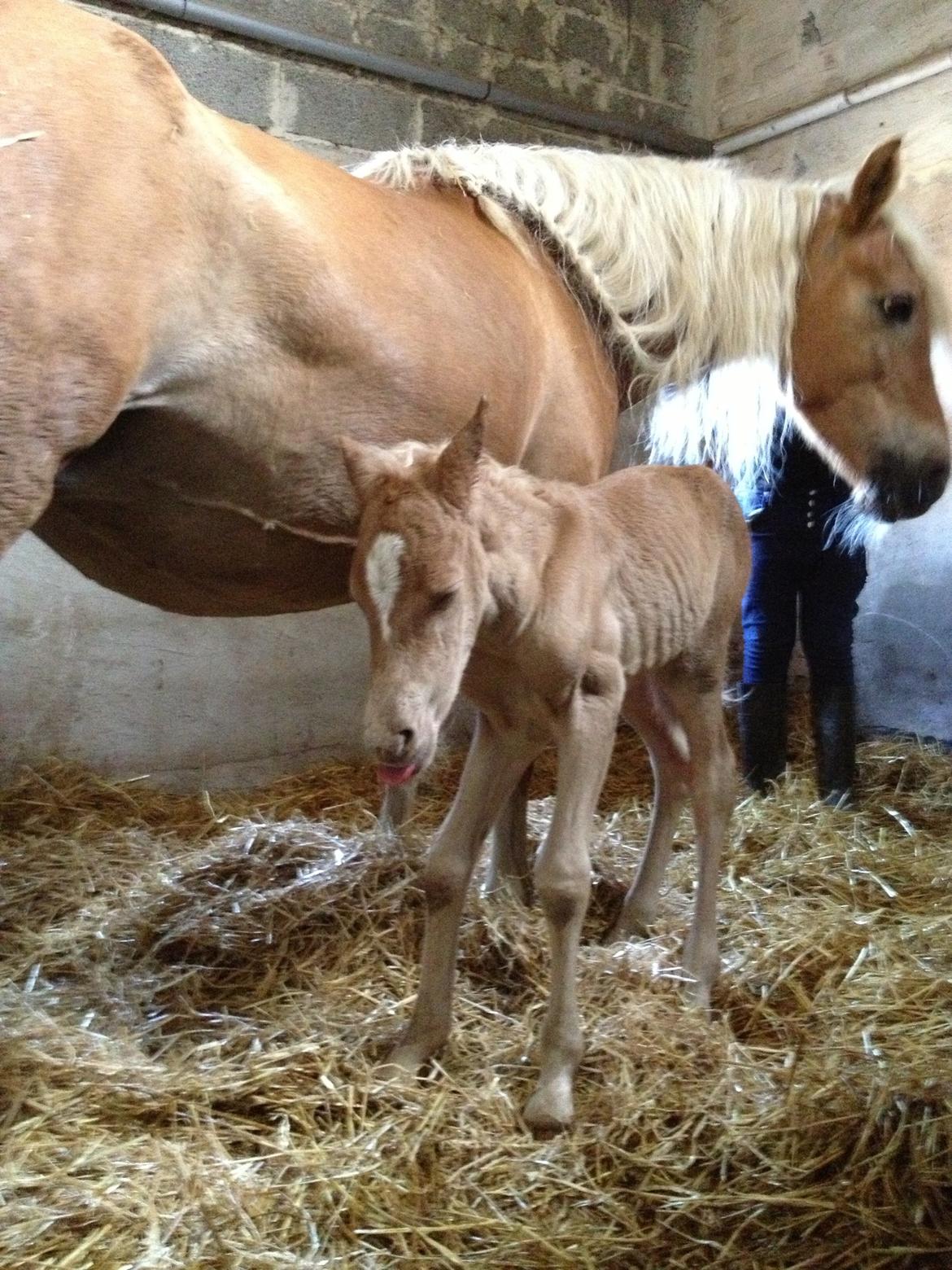 Tyroler Haflinger Morella billede 14