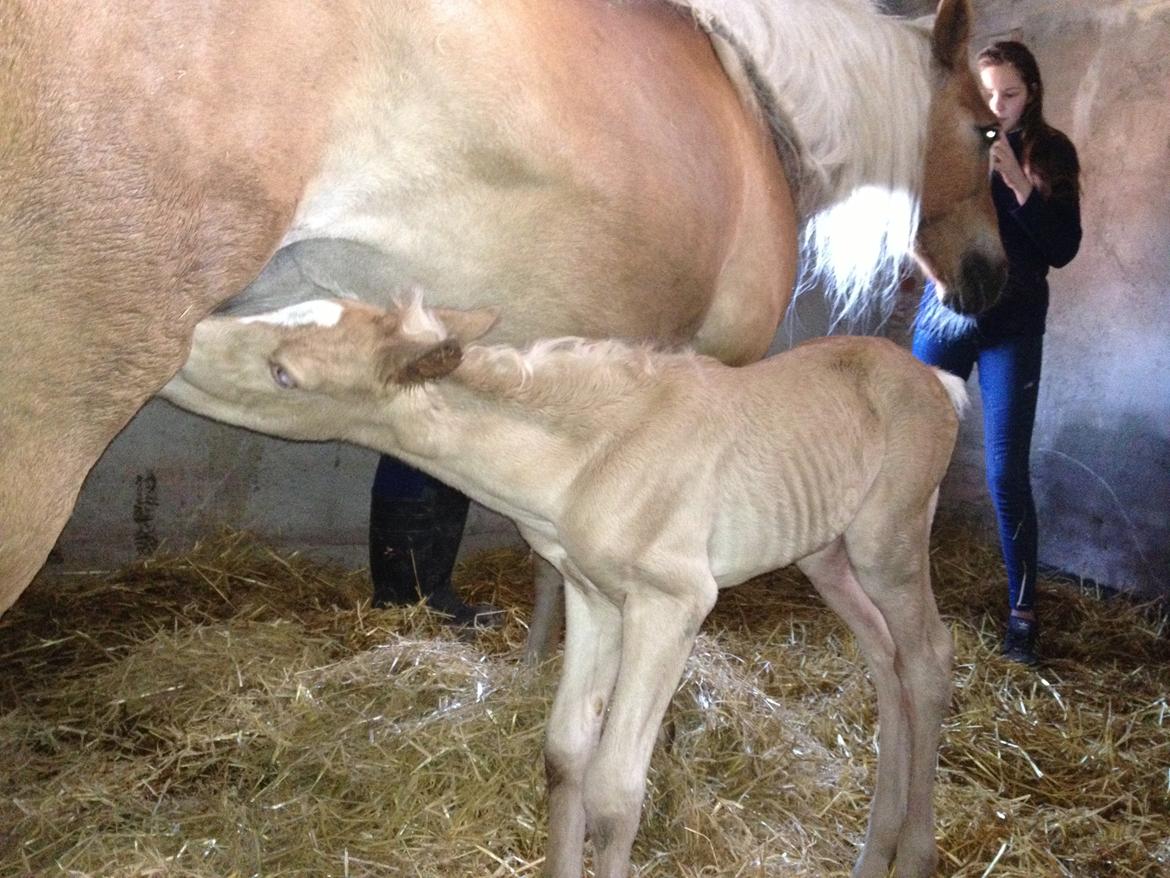 Tyroler Haflinger Morella billede 15