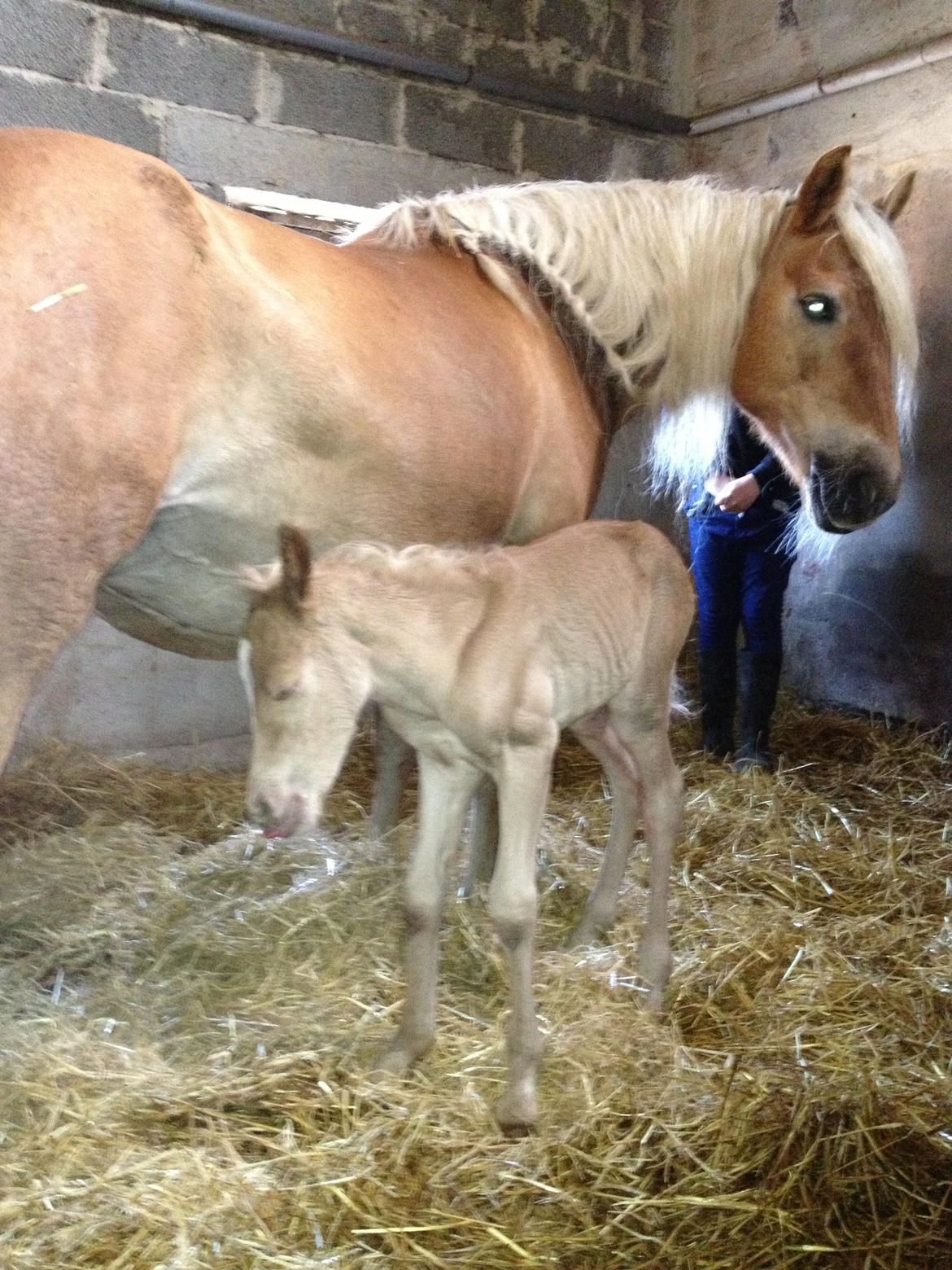 Tyroler Haflinger Morella billede 16