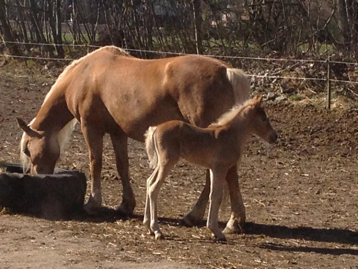 Tyroler Haflinger Morella billede 17
