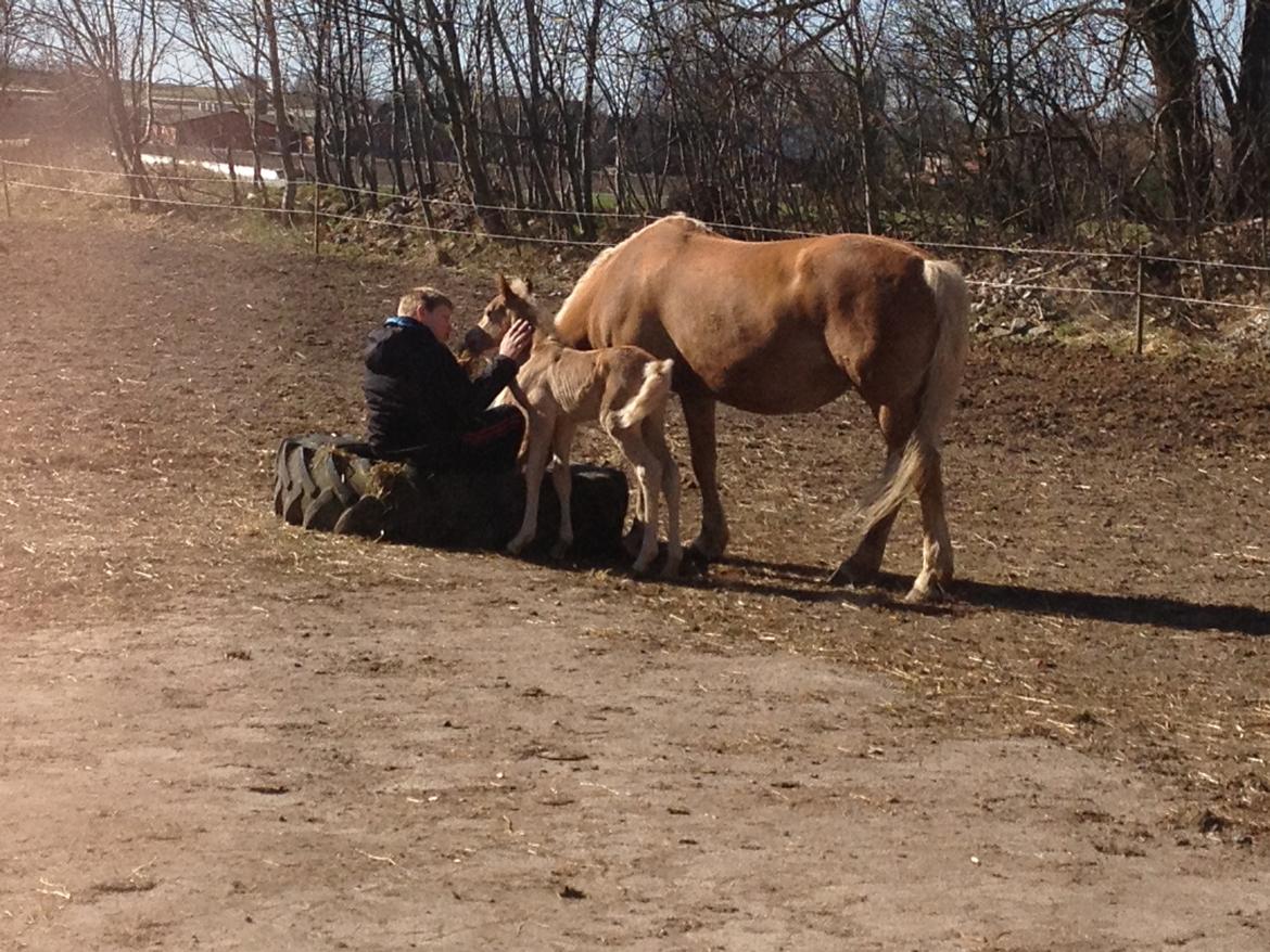 Tyroler Haflinger Morella billede 18