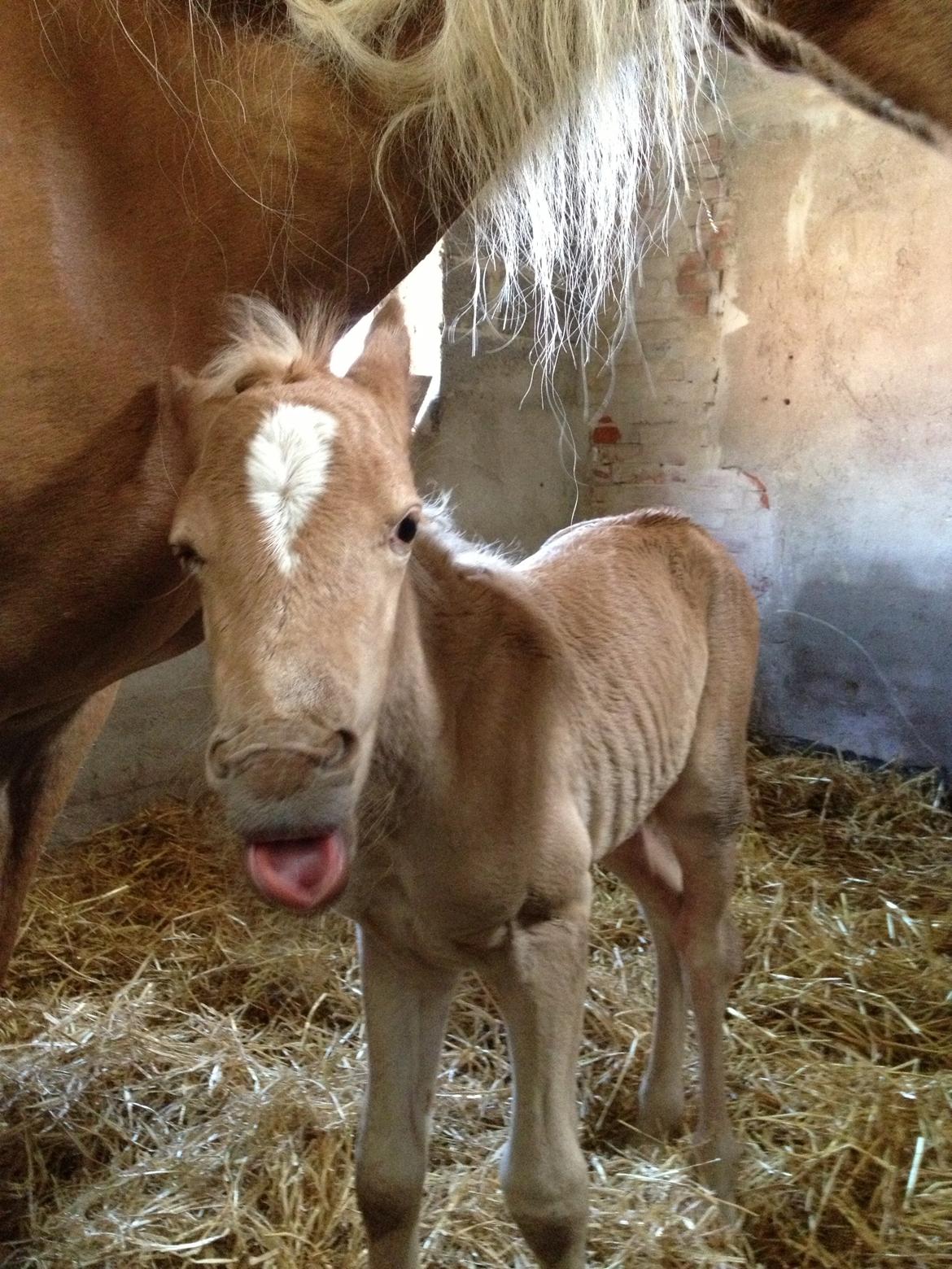 Tyroler Haflinger Morella billede 19