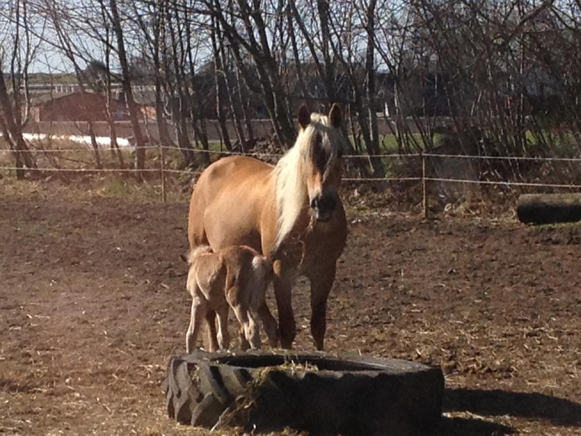 Tyroler Haflinger Morella billede 20
