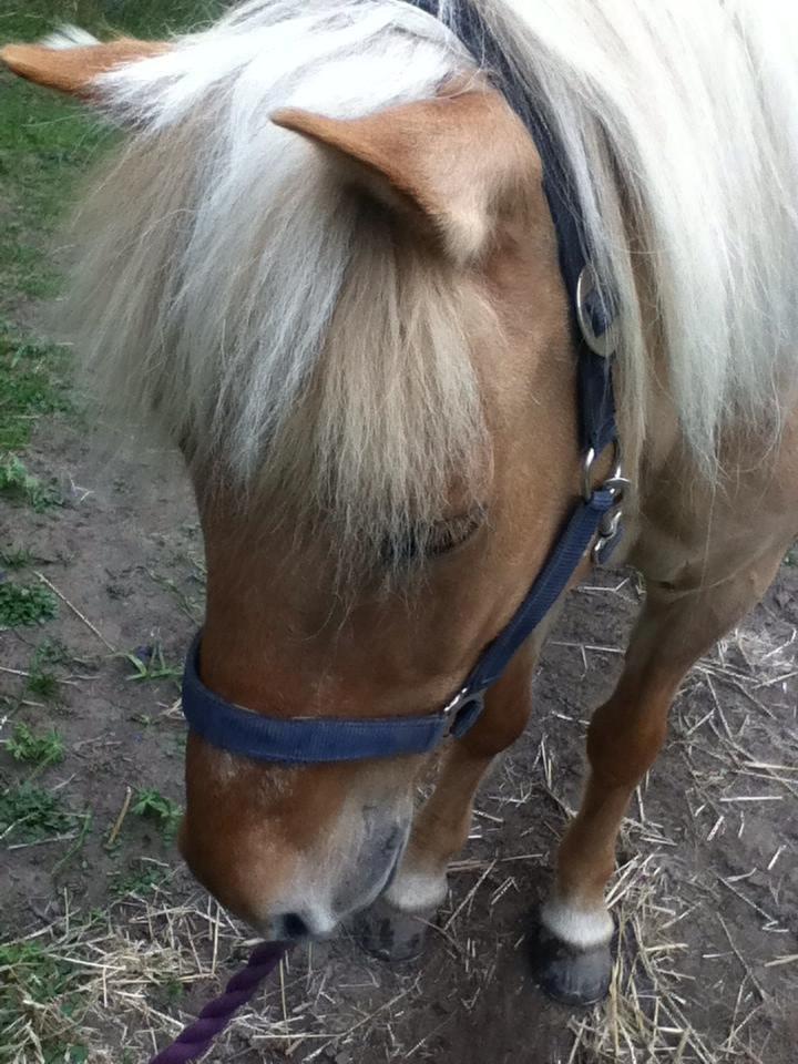 Islænder Bibob {Breinie} - Jeg er så søøøød! <3 billede 11