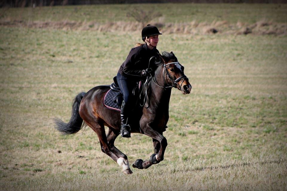 Anden særlig race Lulle-pigen - 12) Fuld galop på marken:-D<3 Foto: Simone S billede 12