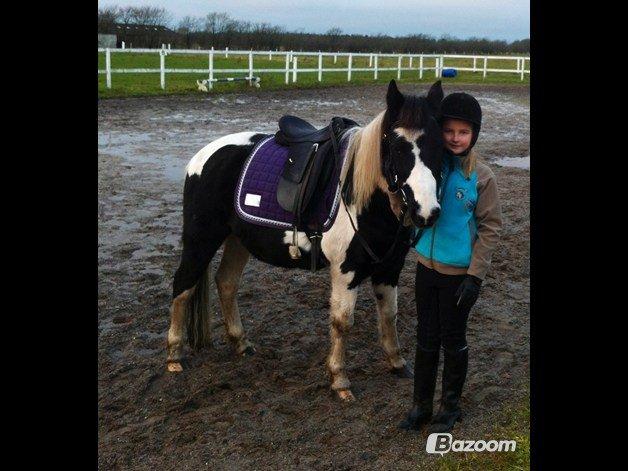 Pinto Prins billede 3