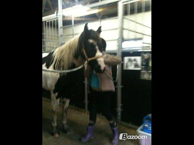 Pinto Prins billede 4