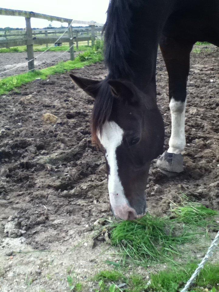 Tysk Sportspony Bubble Gum R.I.P - Min søde pony'mus <3 billede 18