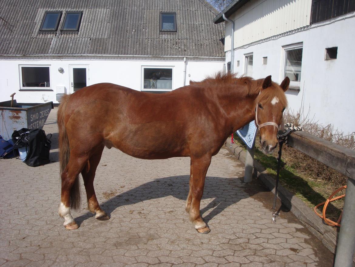 Anden særlig race Duncan - skriv gerne en kommentar og leg en bedømelse :) billede 20