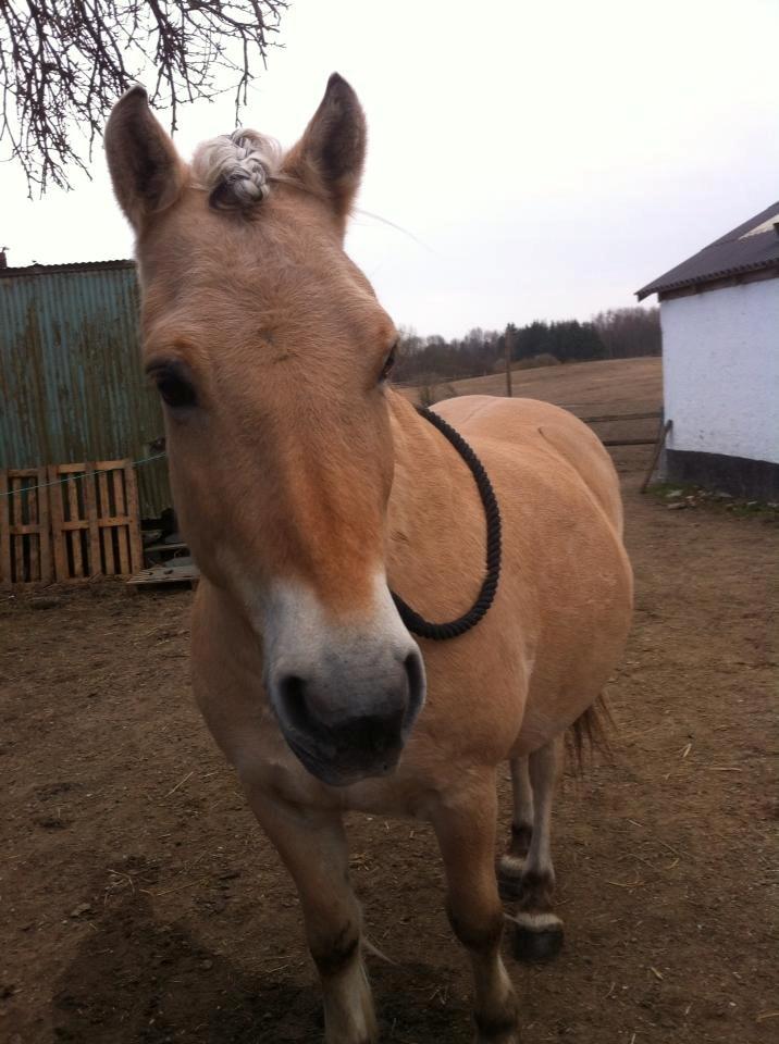 Fjordhest Tjalfe billede 13