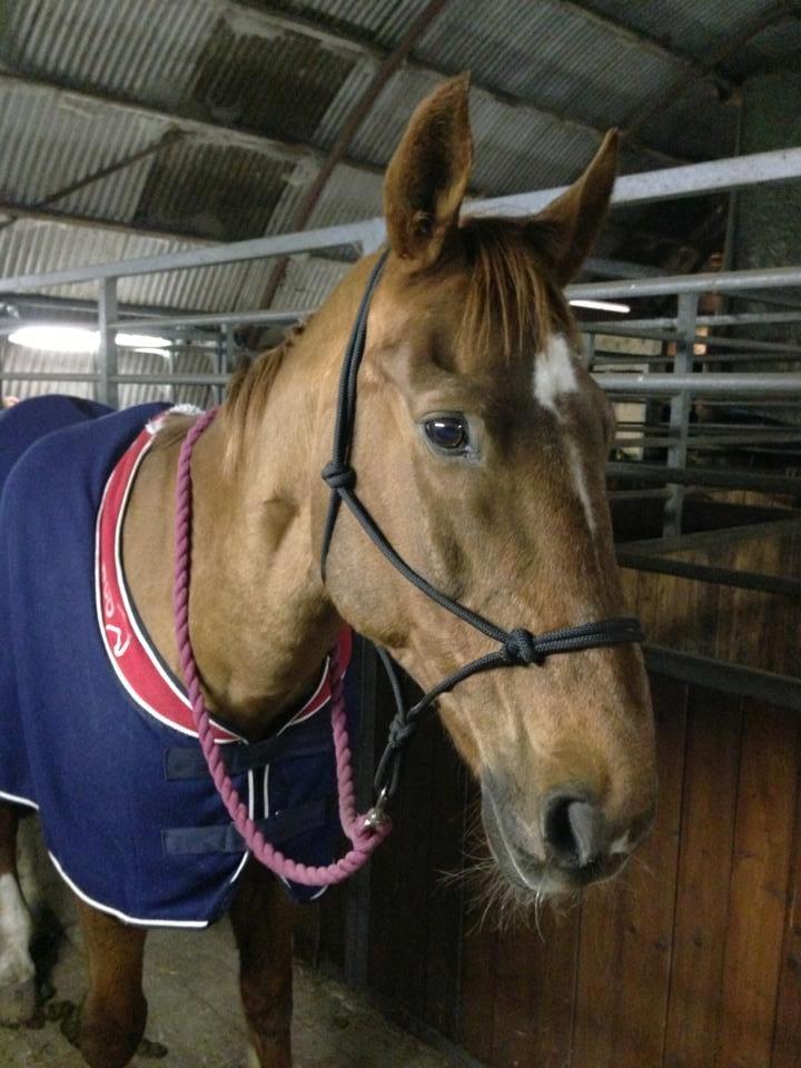 Dansk Varmblod Activ - Activ på en kold vinter-hygge-dag :-) billede 17