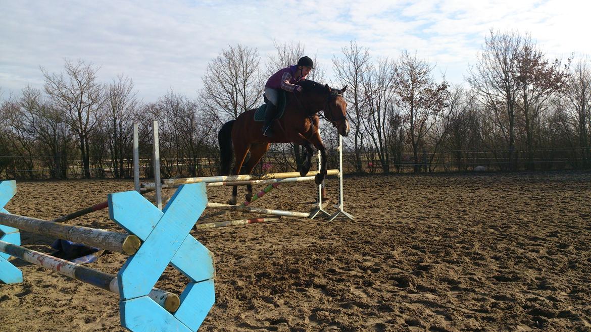 Pinto Figaro Ponygaarden billede 19