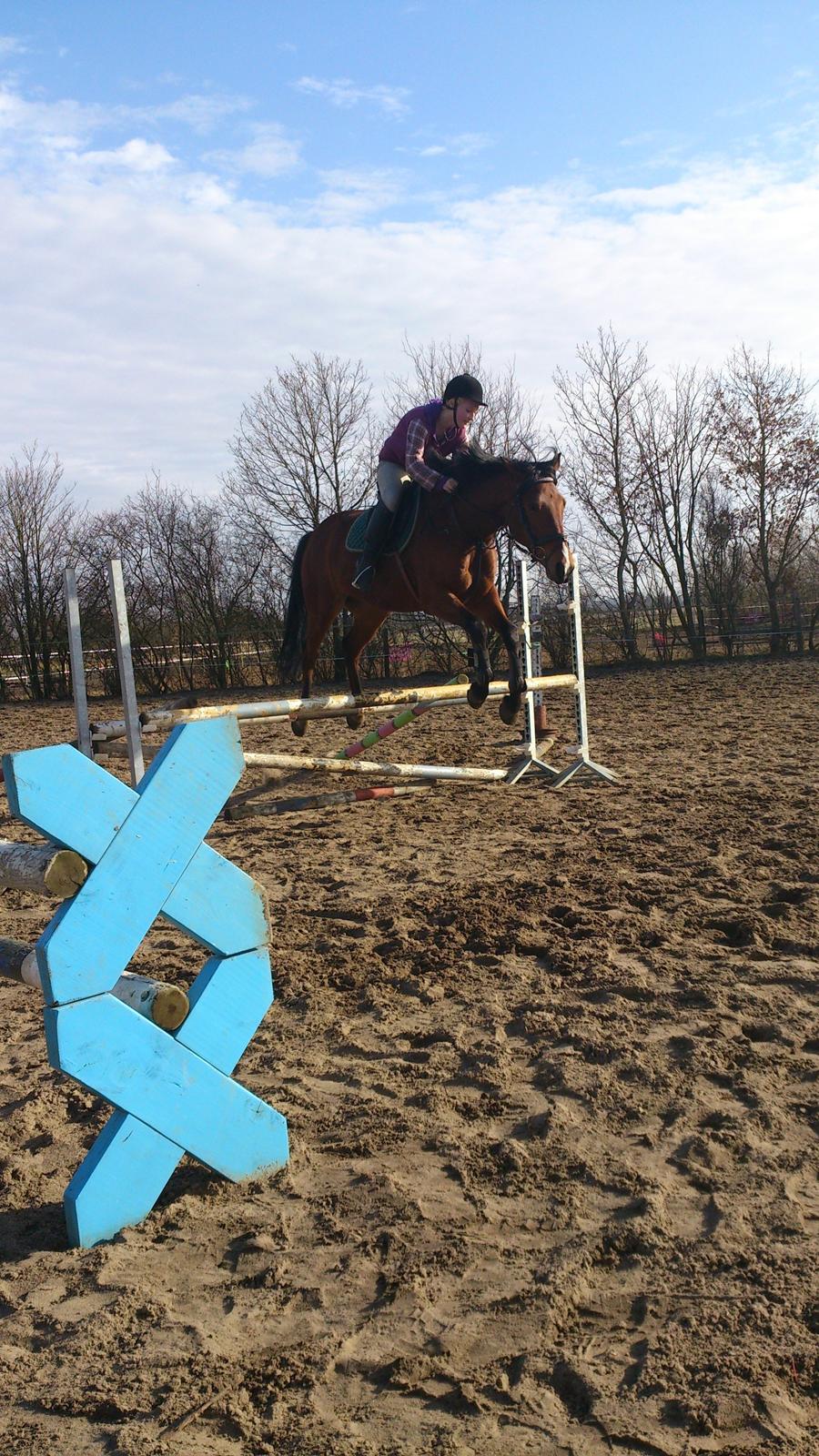 Pinto Figaro Ponygaarden billede 20