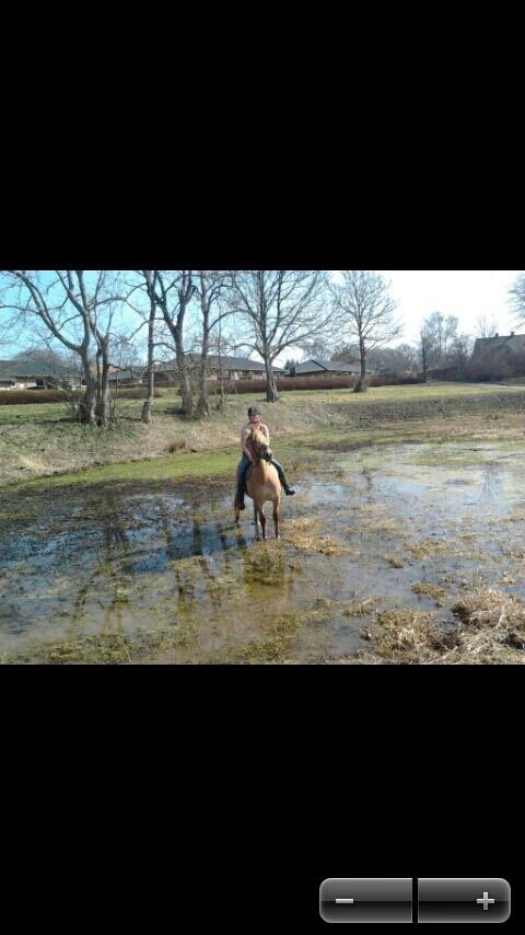 Anden særlig race Nellebjerggård's Gandalf billede 7