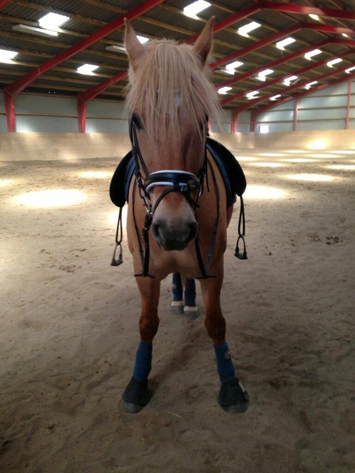 Anden særlig race Nellebjerggård's Gandalf billede 2