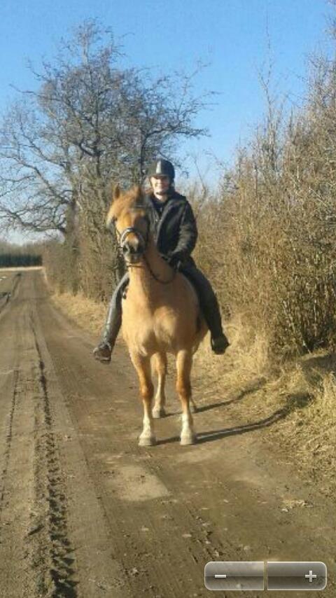 Anden særlig race Nellebjerggård's Gandalf billede 5