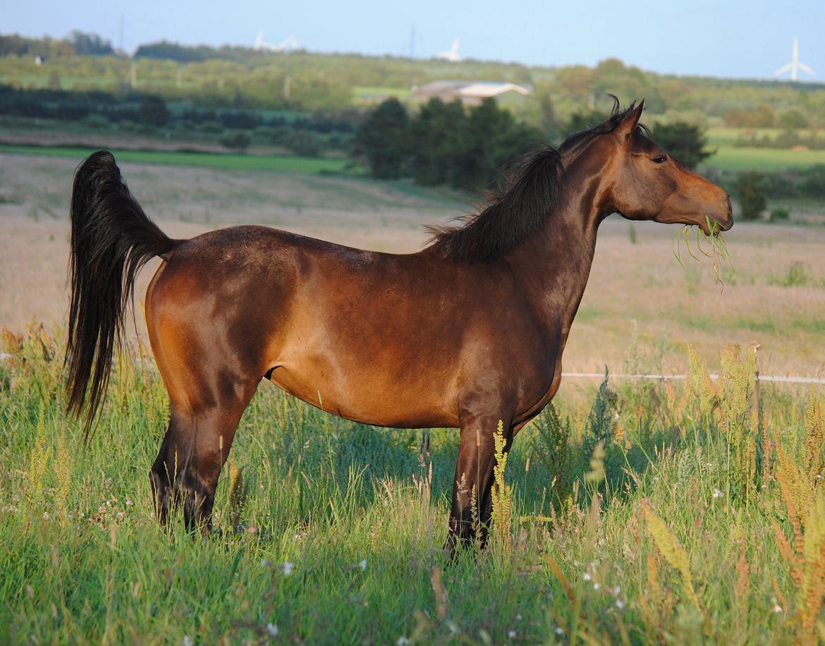 Dansk Varmblod Miss Dior billede 3