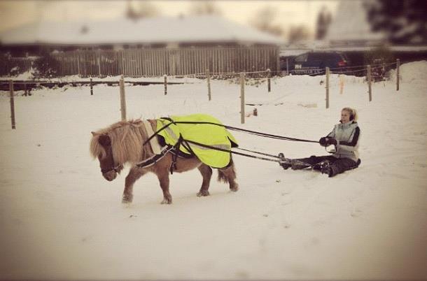 Shetlænder Rosie aka lynet mcqueen xD (min egen) billede 18