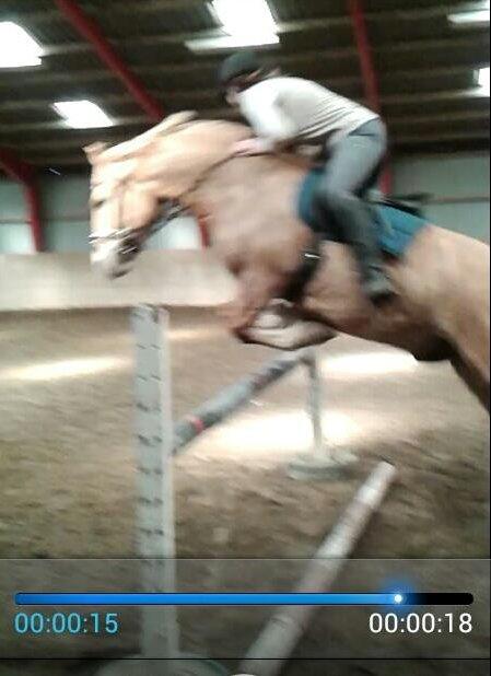 Anden særlig race Nellebjerggård's Gandalf - 95 cm!! <3 billede 18