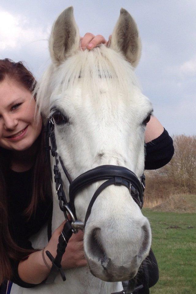 Hollandsk Sportspony Greyhound "pony" billede 14