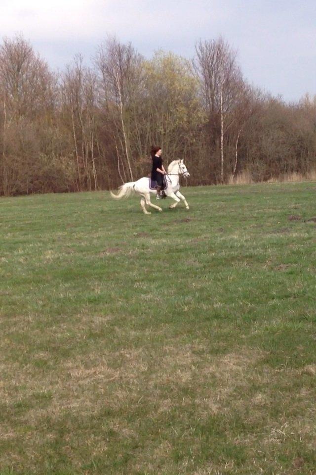 Hollandsk Sportspony Greyhound "pony" billede 15