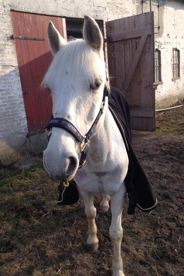 Hollandsk Sportspony Greyhound "pony" billede 17