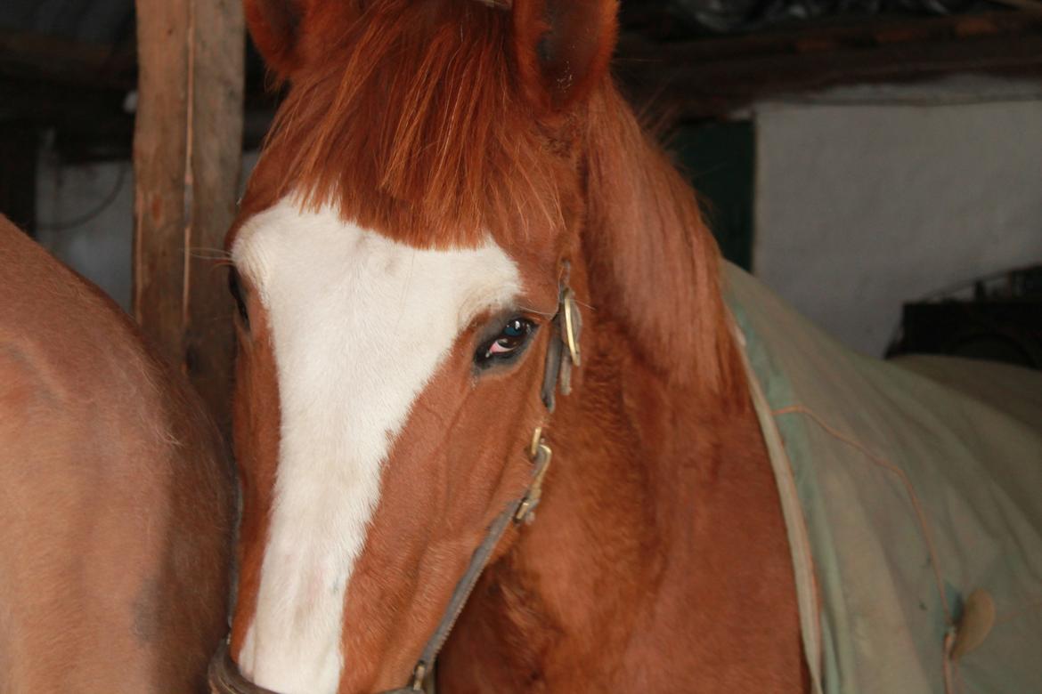 Anden særlig race Isabella (Issa) <3 Solgt :'( billede 14