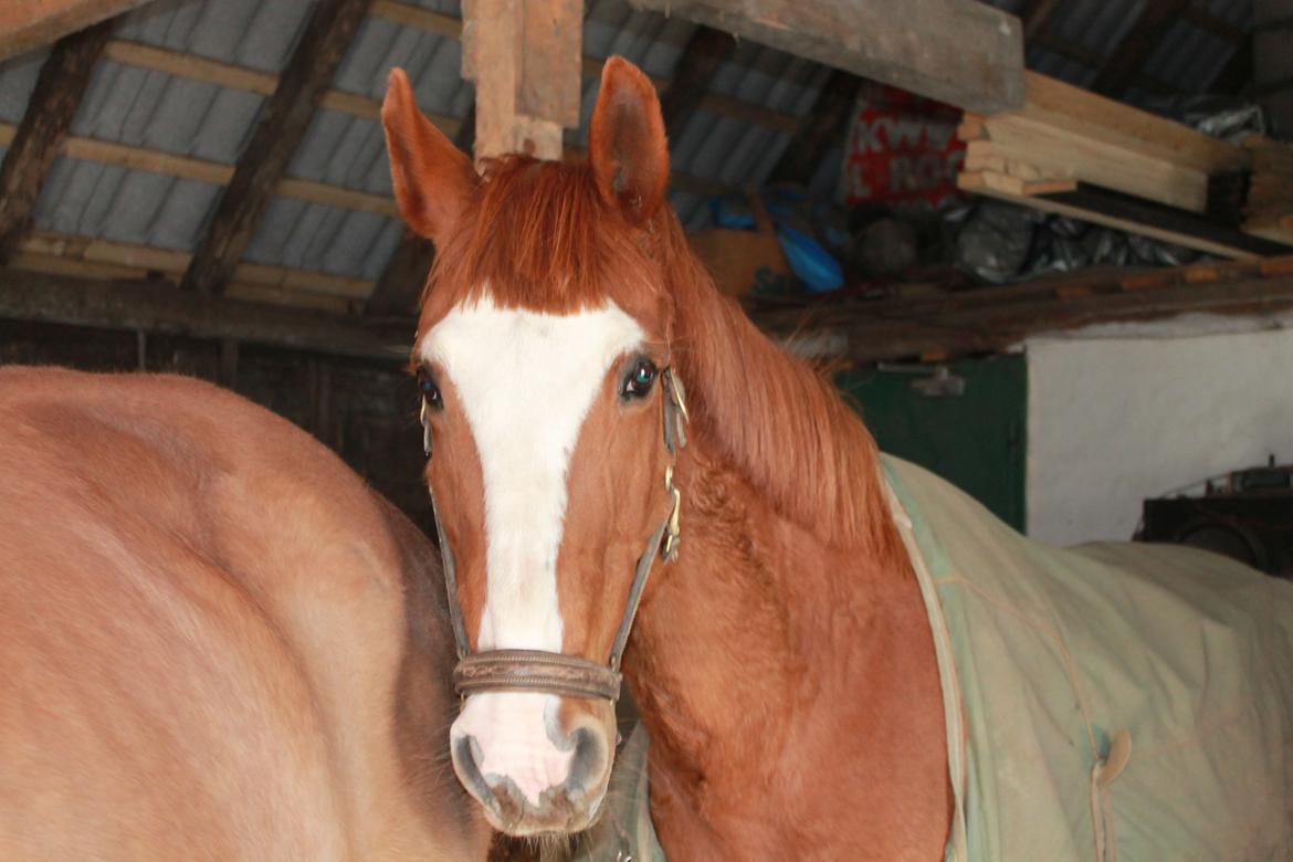 Anden særlig race Isabella (Issa) <3 Solgt :'( billede 26