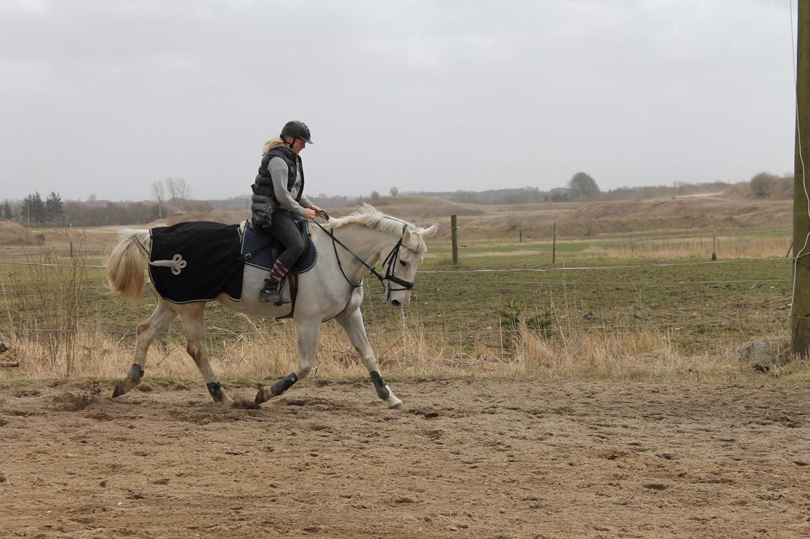 Hollandsk Varmblod TILBURY billede 1
