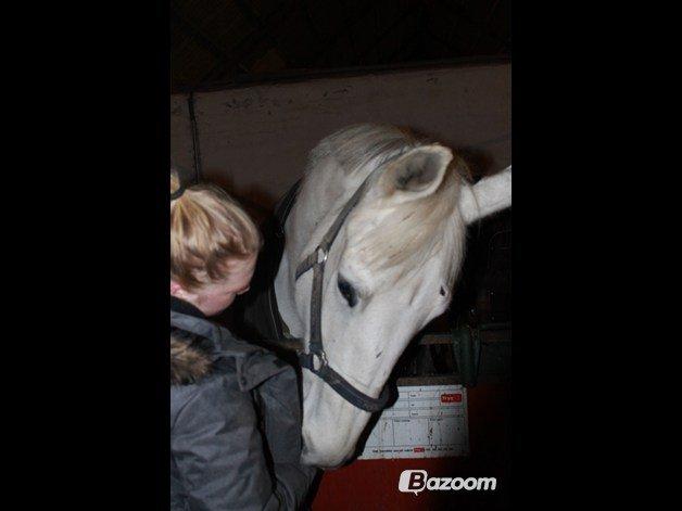 Hollandsk Varmblod TILBURY billede 2