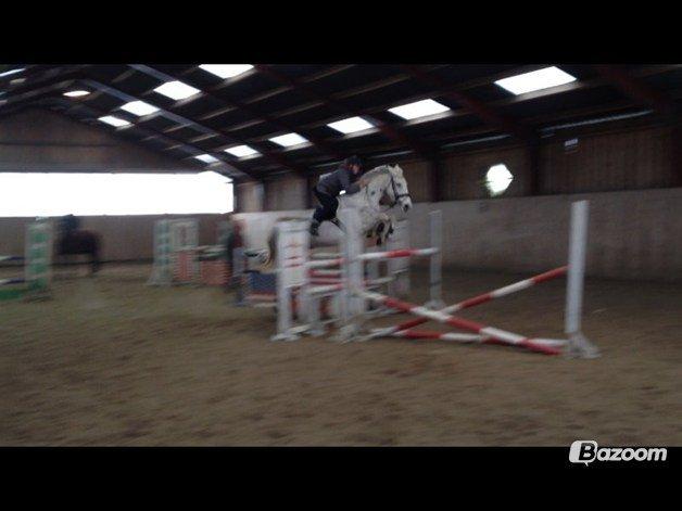 Hollandsk Varmblod TILBURY billede 3