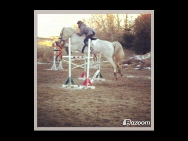 Hollandsk Varmblod TILBURY billede 4