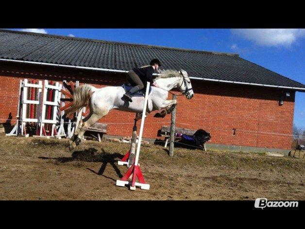 Hollandsk Varmblod TILBURY billede 5