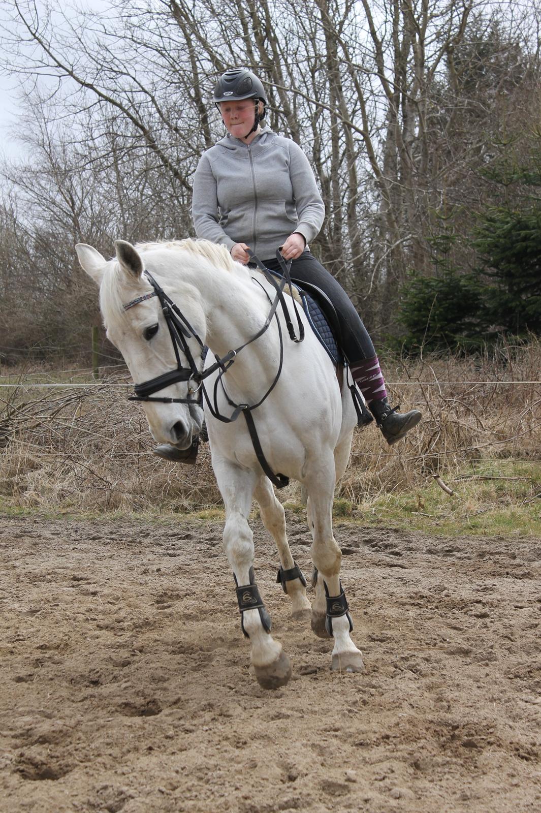 Hollandsk Varmblod TILBURY billede 6