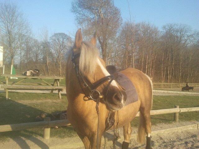 Tysk Sportspony Mühlenhofs Lambada (låne pony) - Velkommen til Mühlenhof's Lambada's profil ;) billede 1
