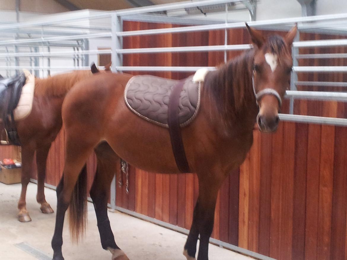 Dansk Varmblod Ganzthorn's Starlight Lux - Første gang med noget på ryggen og om maven, op hva' gør hun.. ik en dyt :D Så stolt :) billede 18