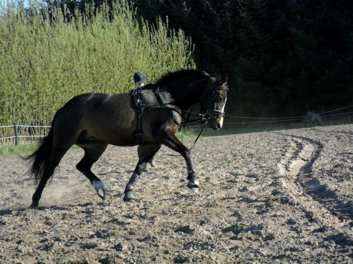 Anden særlig race Yasmin billede 17