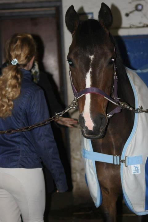 Anden særlig race Yasmin billede 18
