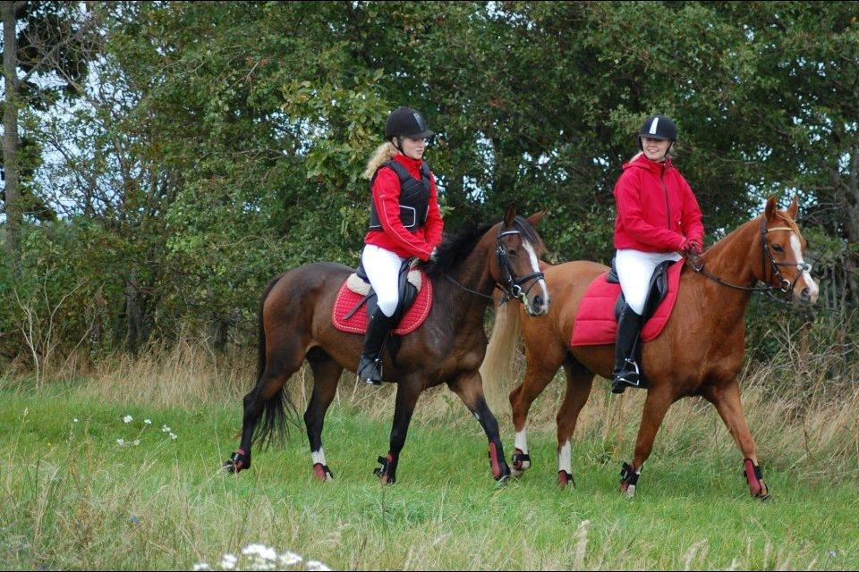 DSP Fejrupgaards Cookienelle - Jagt i Hals 2012 - sammen med Kristina og Za-kago billede 12